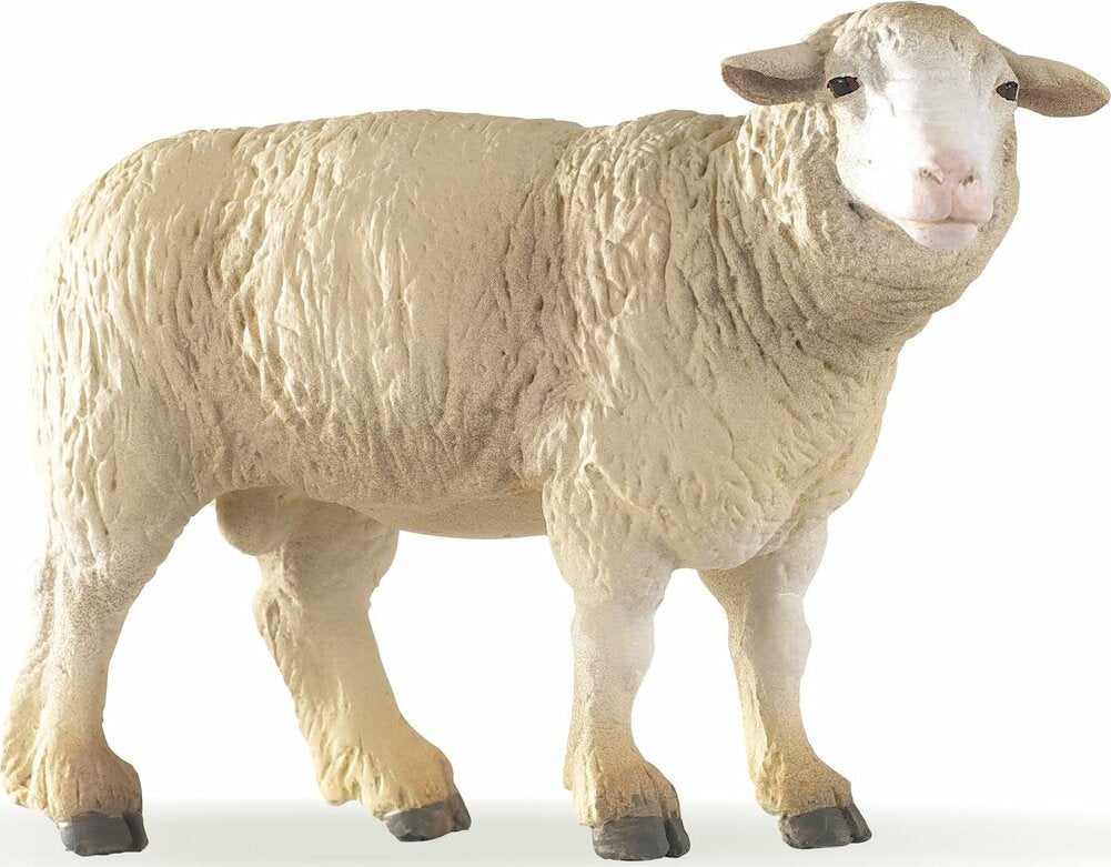 Merinos Sheep